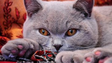british-shorthair