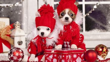 habiller-son-chien-en-hiver
