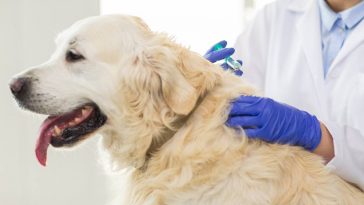 chien-veterinaire