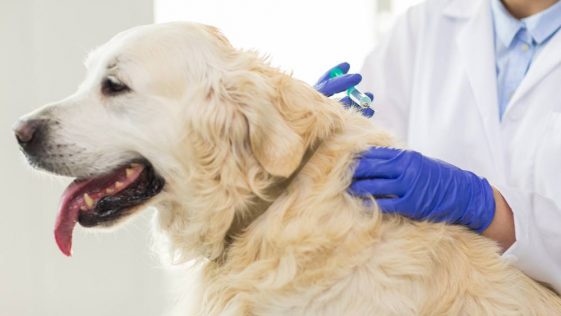 chien-veterinaire