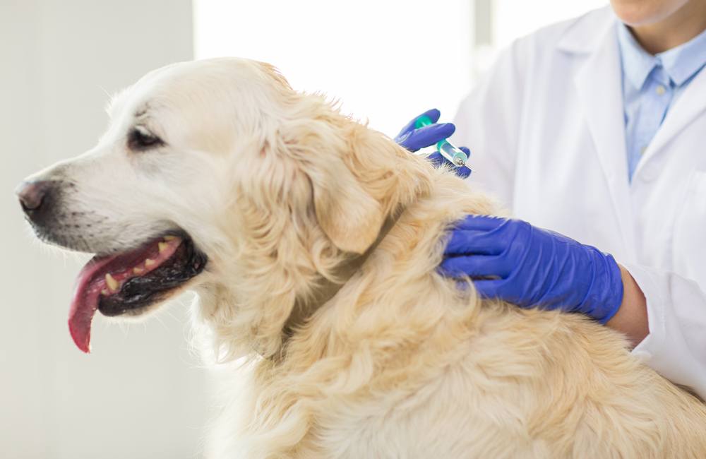 chien-veterinaire