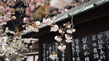Maiosn japonaise et cerisier du japon en fleurs