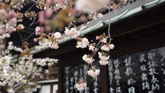 Maiosn japonaise et cerisier du japon en fleurs