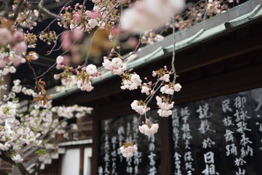 Maiosn japonaise et cerisier du japon en fleurs
