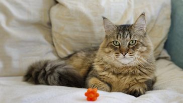 Pixie-Bob-chat