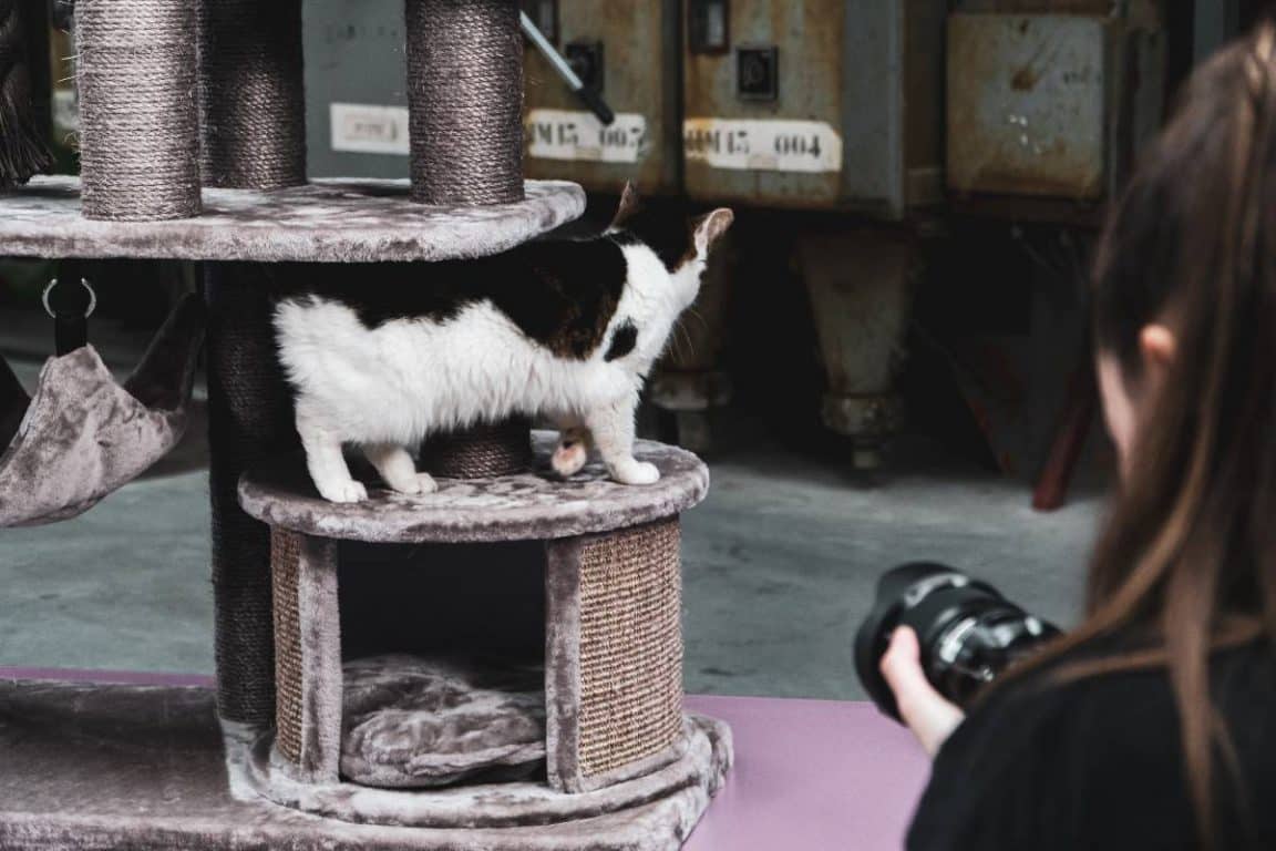 arbre à chat