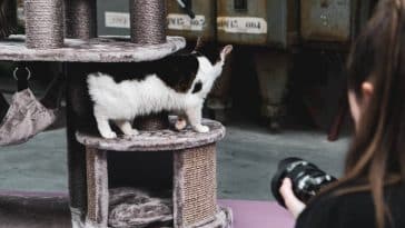 arbre à chat