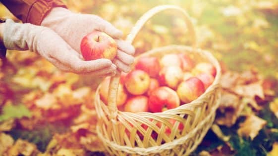 Pommes dans un panier