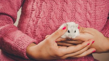 adopter-rongeur-animal-de-compagnie