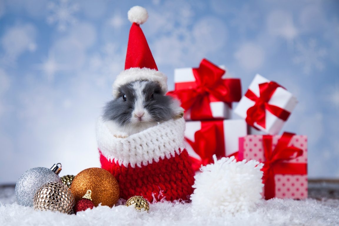 cadeau de noël animaux