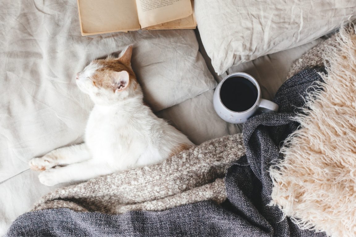 chat contre froid