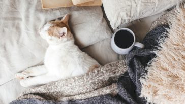 chat contre froid