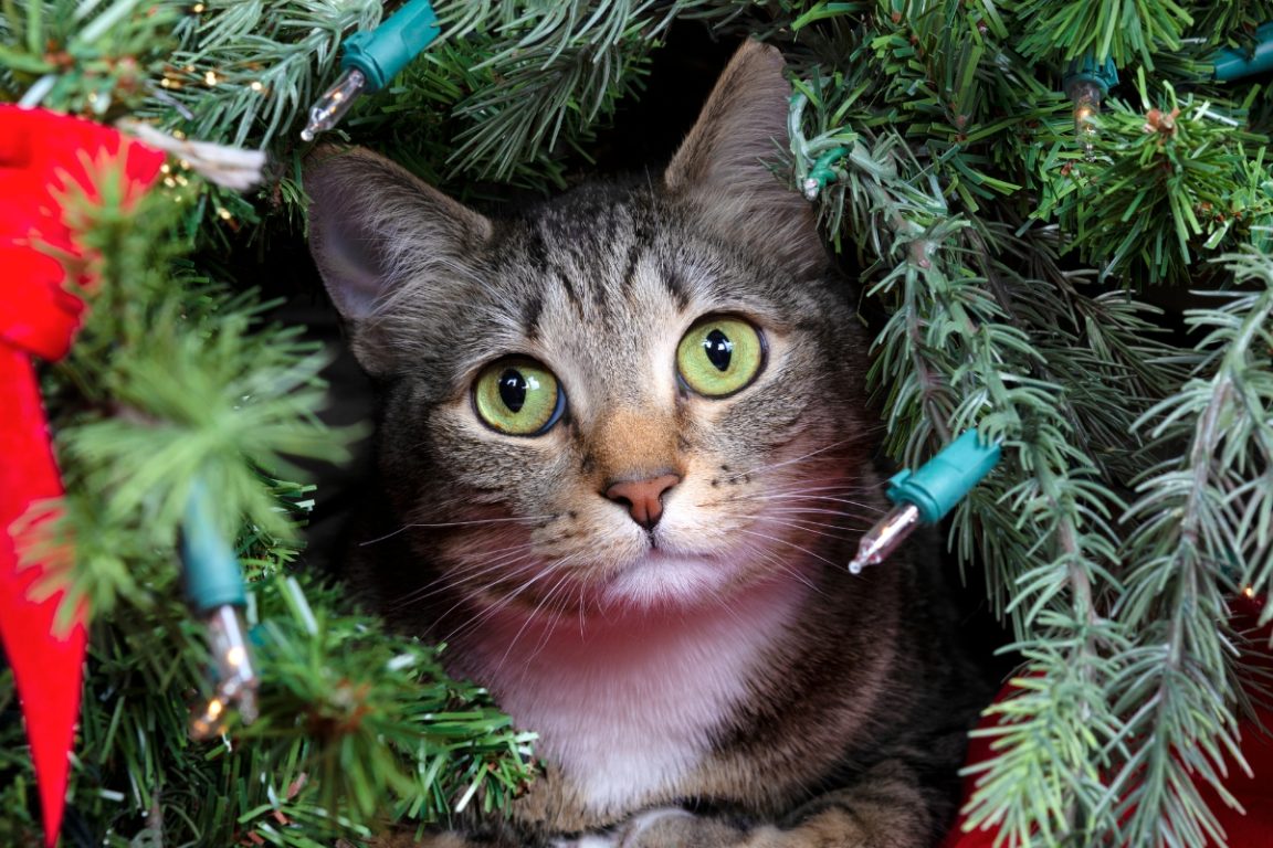 chat dans sapin