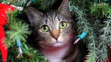 chat dans sapin