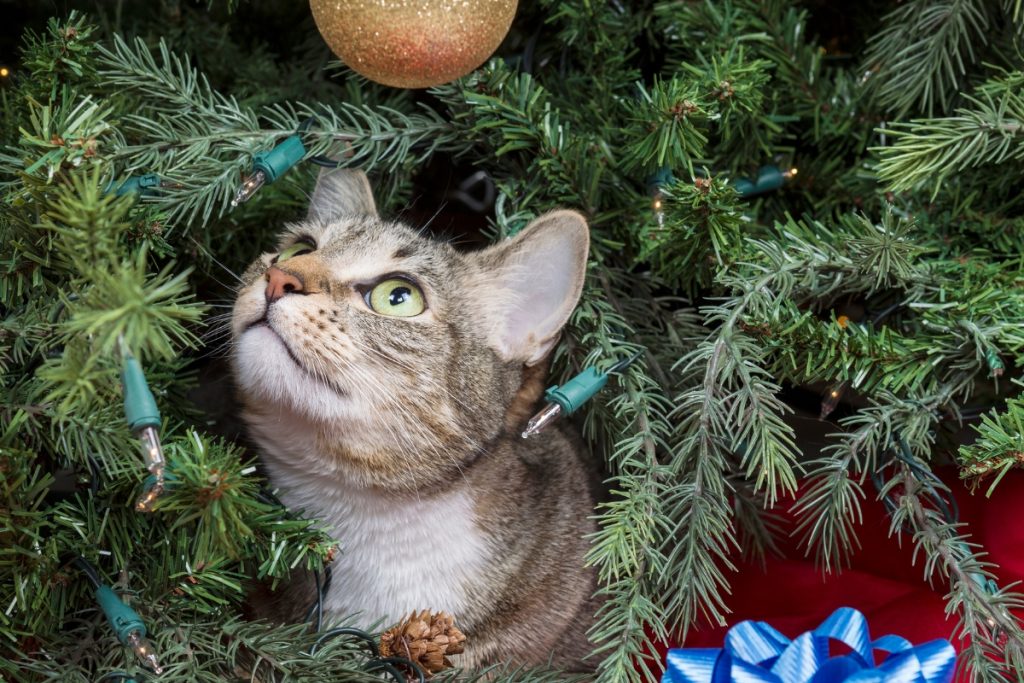 chat dans sapin conseil
