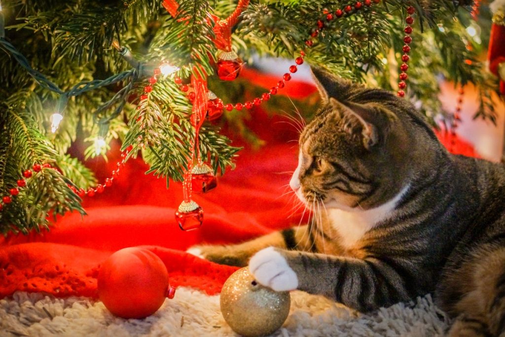 chat dans sapin occupe