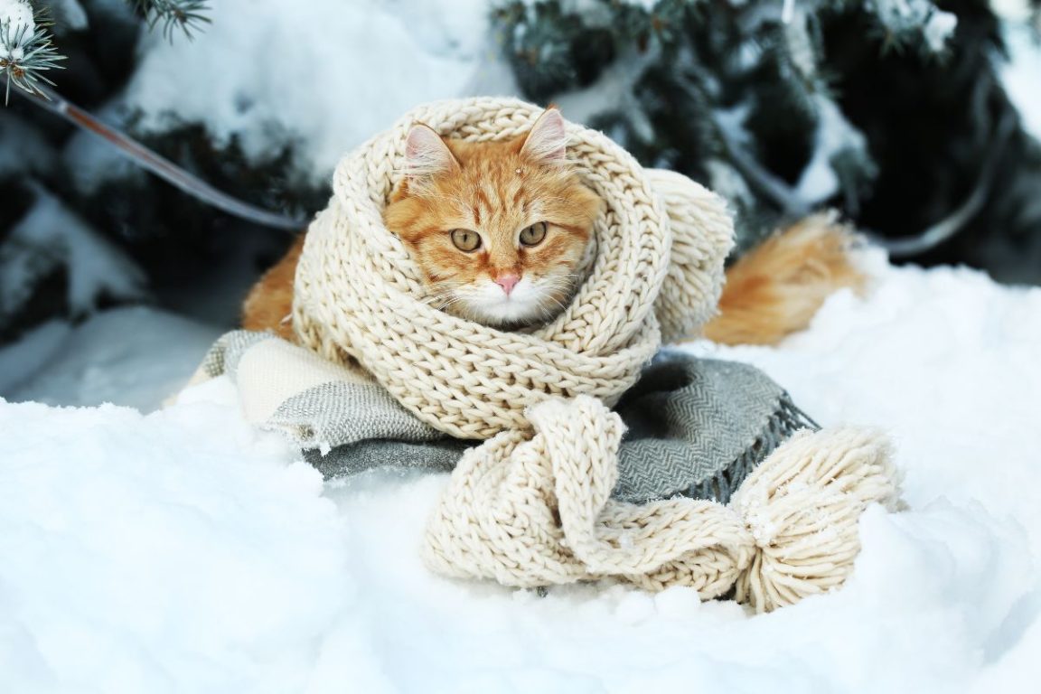 attention, le froid peut être dangereux pour votre chat.