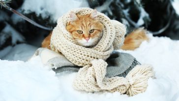 attention, le froid peut être dangereux pour votre chat.