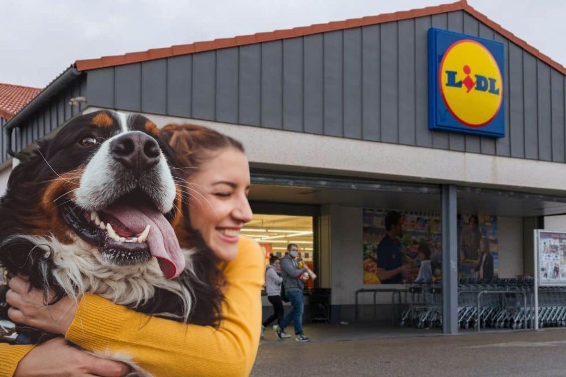 lidl accessoire chien