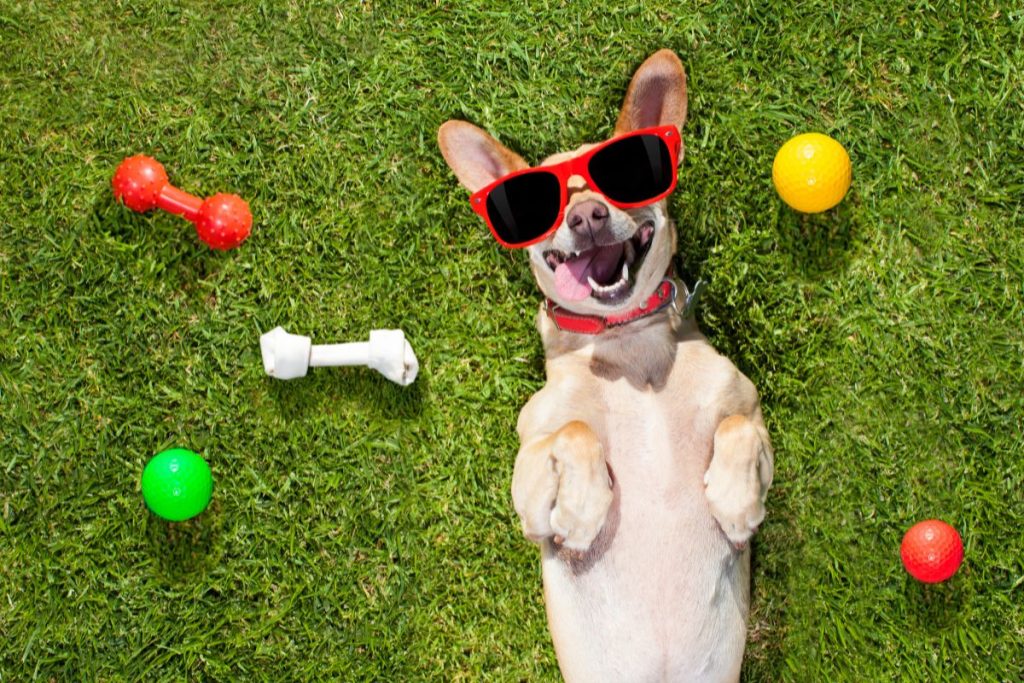 lidl partenaire ideal proprietaires chiens