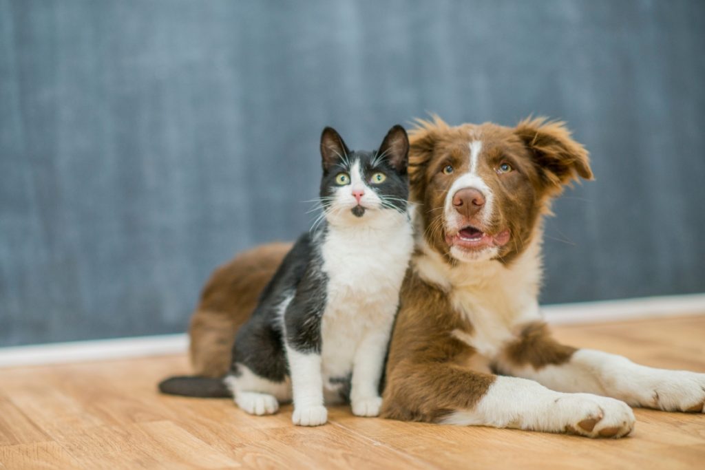 nom animaux chien et chat