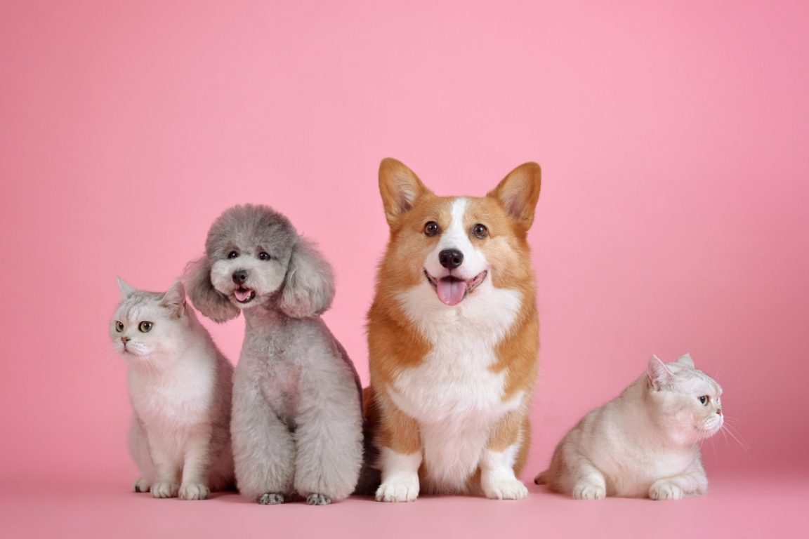 prénoms les chiens et chats