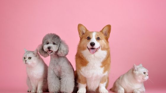prénoms les chiens et chats