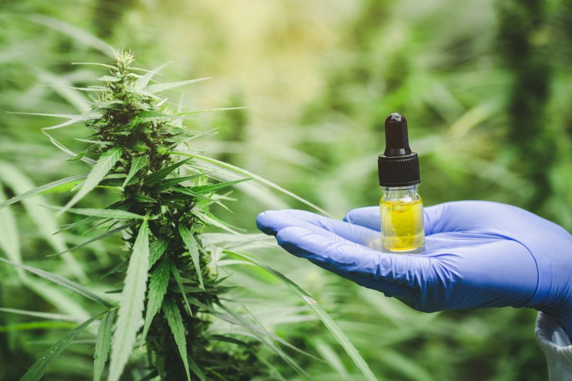 cbd plantes