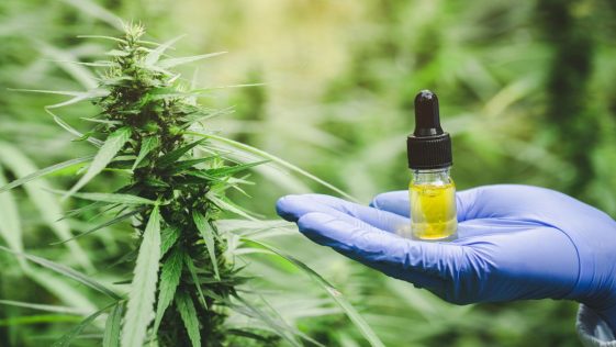 cbd plantes