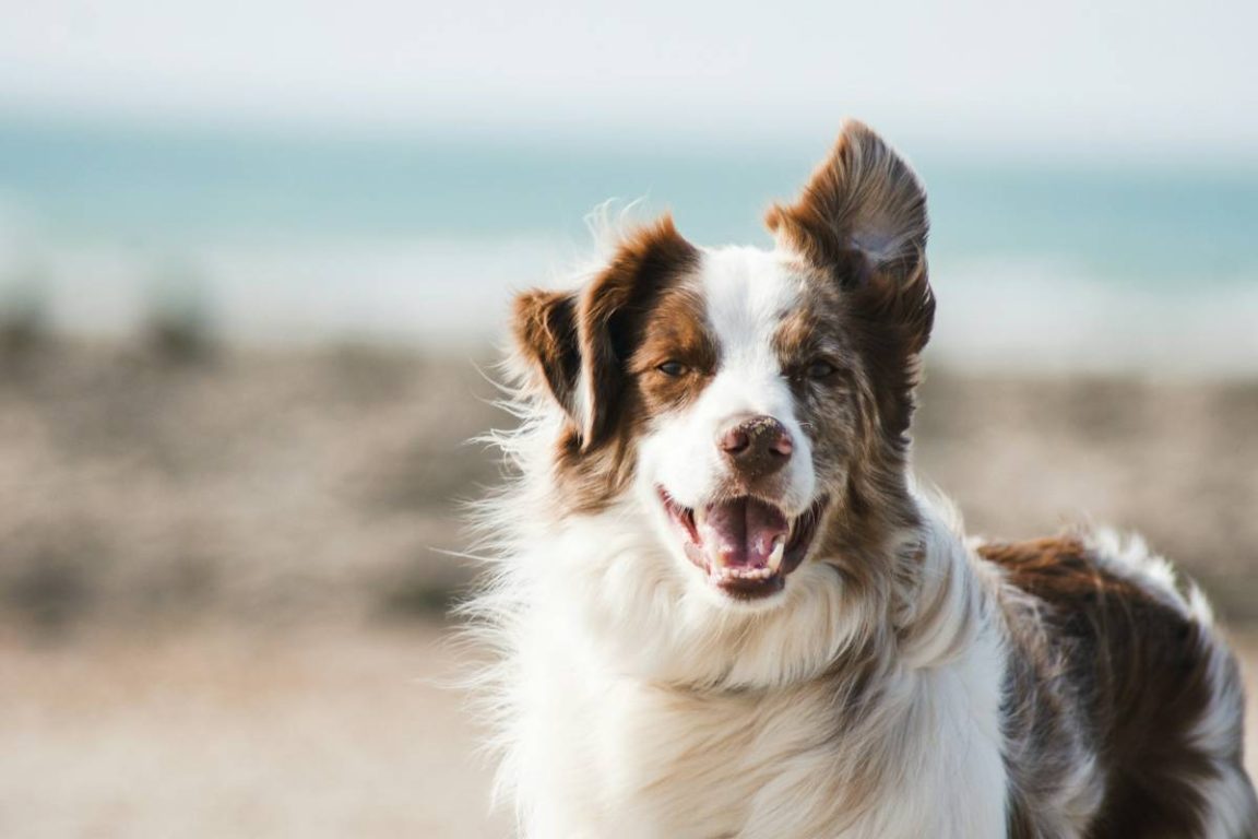 chien à poil long blanc et brun pauline loroy