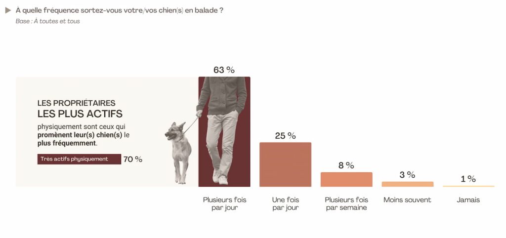 etude flash maitres actif chien actif